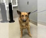 Small German Shepherd Dog Mix