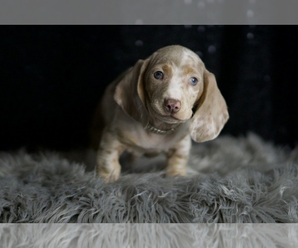 Medium Photo #4 Dachshund Puppy For Sale in WARSAW, IN, USA