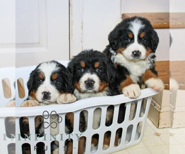Medium Photo #3 Bernese Mountain Dog Puppy For Sale in EPHRATA, PA, USA