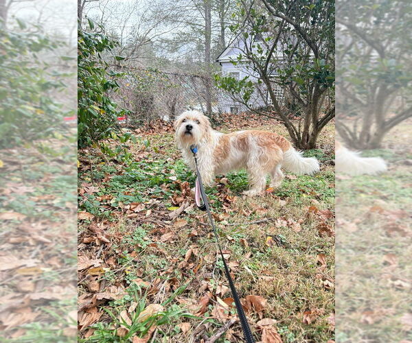 Medium Photo #2 Mutt Puppy For Sale in Candler, NC, USA