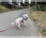 TUG - Male Maltipoo (Miniature) Dog for Adoption - Small photo