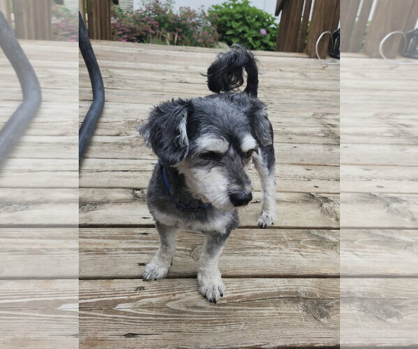Medium Photo #4 Poodle (Toy)-Unknown Mix Puppy For Sale in Omaha, NE, USA