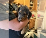 Puppy Puppy 7 Airedale Terrier