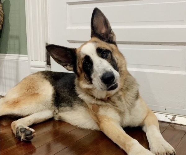 Medium Photo #3 German Shepherd Dog Puppy For Sale in OZARK, AL, USA