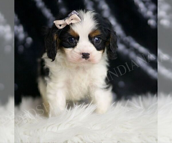 Medium Photo #5 Cavalier King Charles Spaniel Puppy For Sale in WARSAW, IN, USA