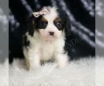 Small #4 Cavalier King Charles Spaniel