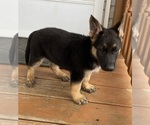 Small Photo #9 German Shepherd Dog Puppy For Sale in WOLFE CITY, TX, USA