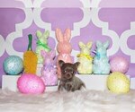 Small Photo #9 Chihuahua Puppy For Sale in CHARLESTON, AR, USA