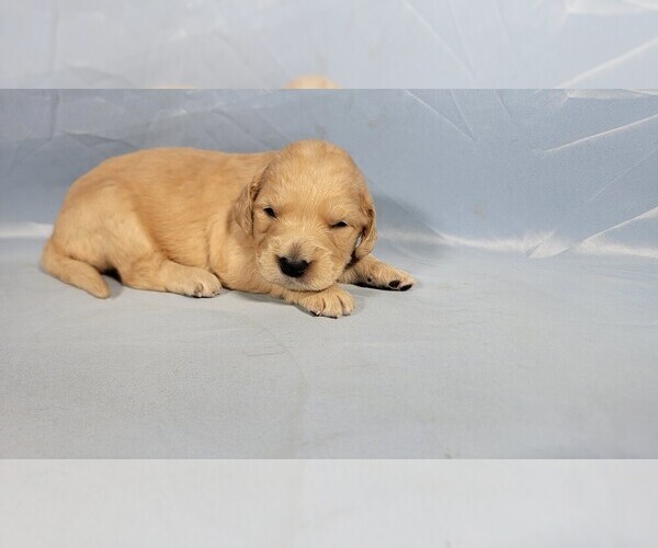 Medium Photo #3 Golden Retriever Puppy For Sale in BLACK FOREST, CO, USA