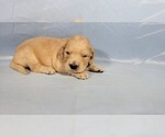Small #2 Golden Retriever