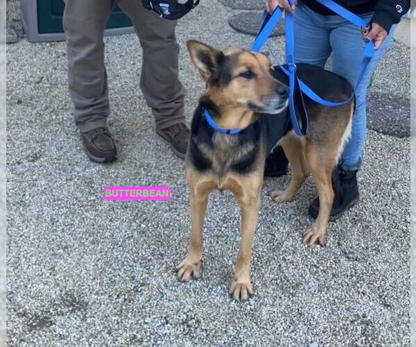 Medium Photo #4 Mutt Puppy For Sale in Woodland Hills, CA, USA