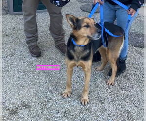 BUTTER BEAN - Female Mutt Dog for Adoption - Photo #4