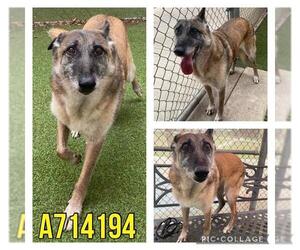 Mutt Dogs for adoption in San Antonio, TX, USA