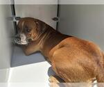 Small American Pit Bull Terrier Mix