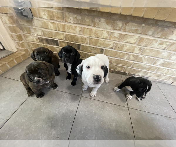 Full screen Photo #1 Basset Hound-Catahoula Leopard Dog Mix Puppy For Sale in DENTON, TX, USA