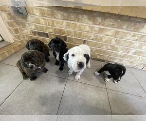 Basset Hound-Catahoula Leopard Dog Mix Dog for Adoption in DENTON, Texas USA