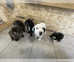 Small Photo #1 Basset Hound-Catahoula Leopard Dog Mix Puppy For Sale in DENTON, TX, USA