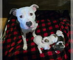 Small Photo #2 American Pit Bull Terrier-American Staffordshire Terrier Mix Puppy For Sale in Frankenmuth, MI, USA