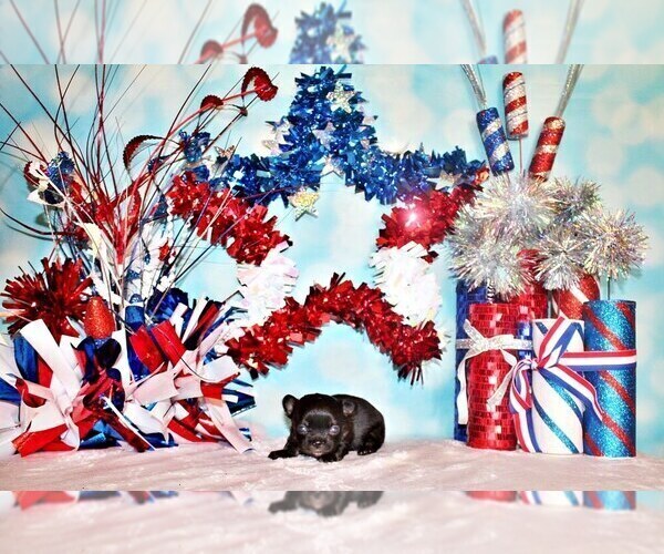 Medium Photo #3 Chihuahua Puppy For Sale in CHARLESTON, AR, USA