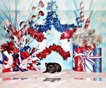 Small Photo #4 Chihuahua Puppy For Sale in CHARLESTON, AR, USA