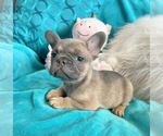 Small #2 French Bulldog