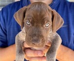 Small Photo #3 German Shorthaired Pointer Puppy For Sale in TULSA, OK, USA