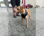 Small #1 Mutt