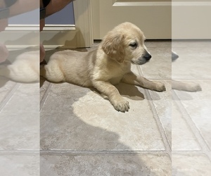 Golden Retriever Puppy for sale in BISHOP, GA, USA