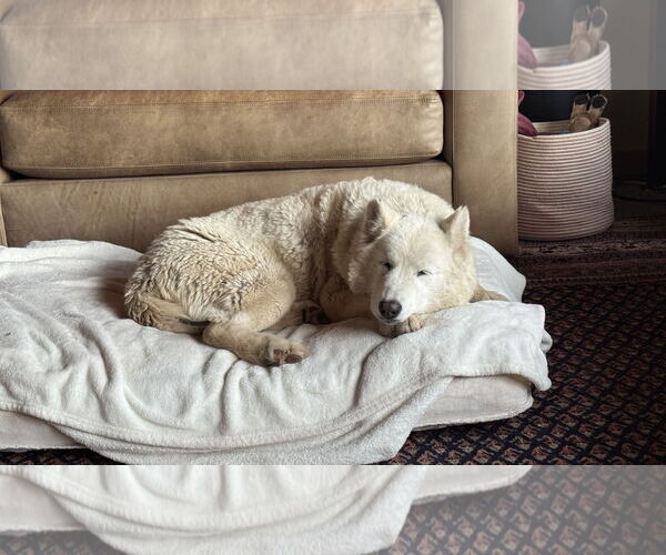 Medium Photo #1 Siberian Husky Puppy For Sale in Cedar Crest, NM, USA