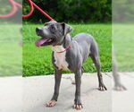 Small #4 American Pit Bull Terrier