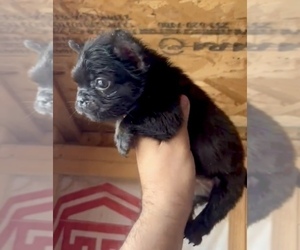 Bull Terrier Puppy for sale in PHOENIX, AZ, USA