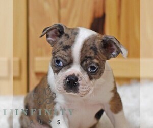 Boston Terrier Puppy for sale in MILLERSTOWN, PA, USA