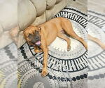 Small #4 Boxer