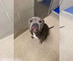 Small #5 American Pit Bull Terrier