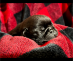 Puppy AKC Jett Pug