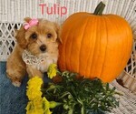 Small Photo #4 Cavachon-Poodle (Miniature) Mix Puppy For Sale in TUCSON, AZ, USA