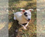 Small #4 American Pit Bull Terrier-American Staffordshire Terrier Mix