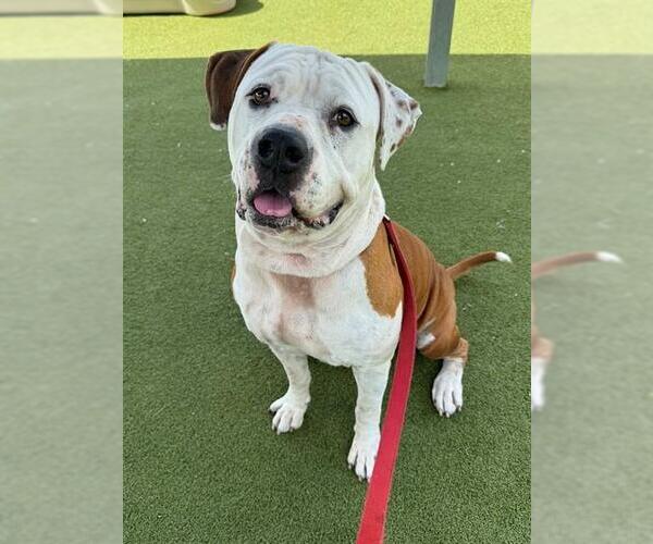 Medium Photo #2 American Bulldog-Unknown Mix Puppy For Sale in Naples, FL, USA