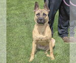 Small #3 German Shepherd Dog Mix