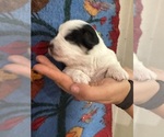 Small #8 Pembroke Welsh Corgi-Poodle (Miniature) Mix