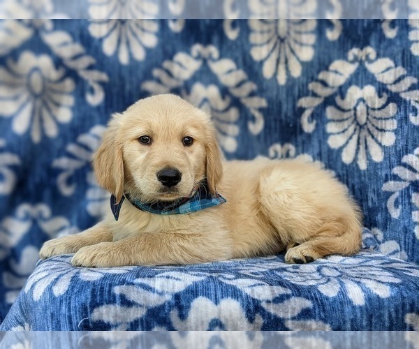 Medium Photo #2 Golden Retriever Puppy For Sale in GORDONVILLE, PA, USA