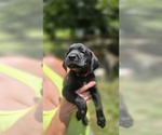 Small #2 Labrador Retriever