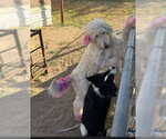 Small #3 Poodle (Standard) Mix