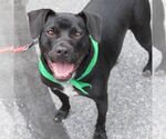 Small #2 Labrador Retriever Mix