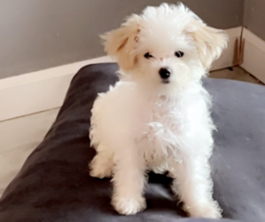 Maltipoo Puppy for sale in TOPPENISH, WA, USA