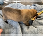 Small Photo #227 Belgian Malinois Puppy For Sale in REESEVILLE, WI, USA