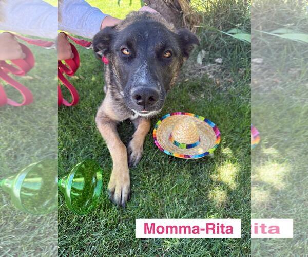 Medium Photo #1 German Shepherd Dog-Unknown Mix Puppy For Sale in Incline Village, NV, USA