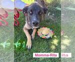 Small German Shepherd Dog Mix