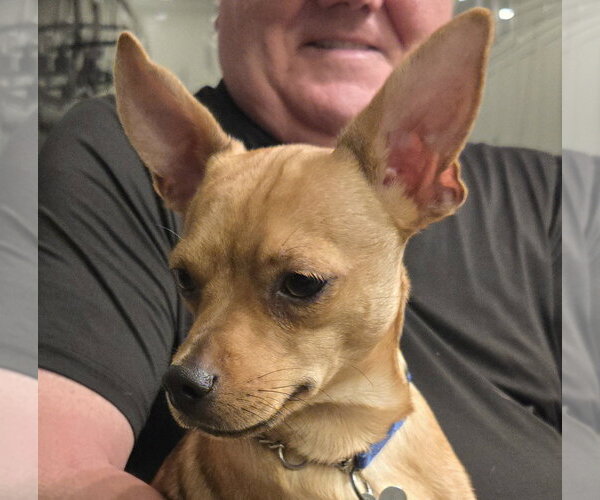 Medium Photo #3 Chiweenie Puppy For Sale in Chandler, AZ, USA