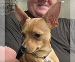 Small Photo #3 Chiweenie Puppy For Sale in Chandler, AZ, USA